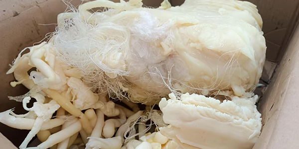 廢料不“廢”！塑料機頭料破碎機讓加工“廢料”變“碎料”